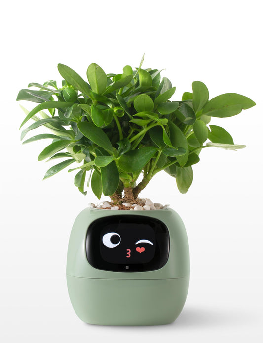 Plantagotchi AI Plant Pot with Expression - Smart Planter Robot Guidance on Plant Companion with Rich Gesture Interaction, Desk Setup Gift (Green)